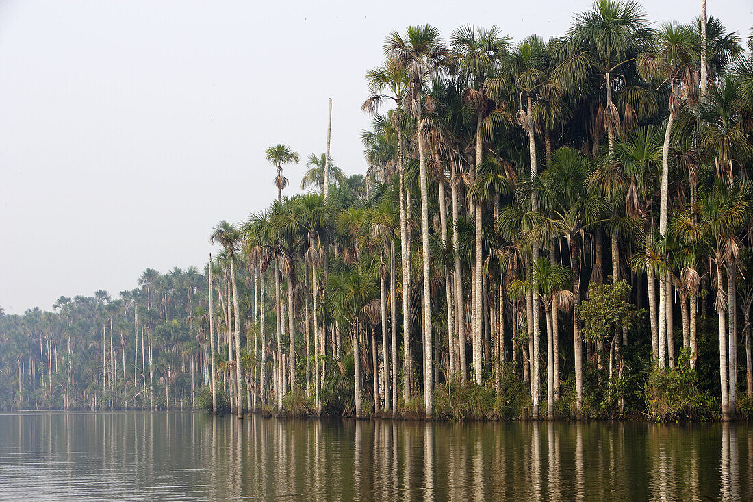 Moriche palm (Mauritia flexuosa). Sandoval lake. Peru.
