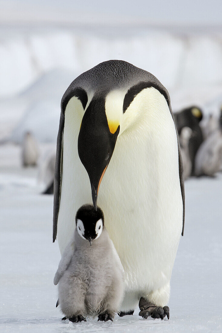 Emperor Penguins (Aptenodytes forsteri). Snow Hill Island. Antarctica