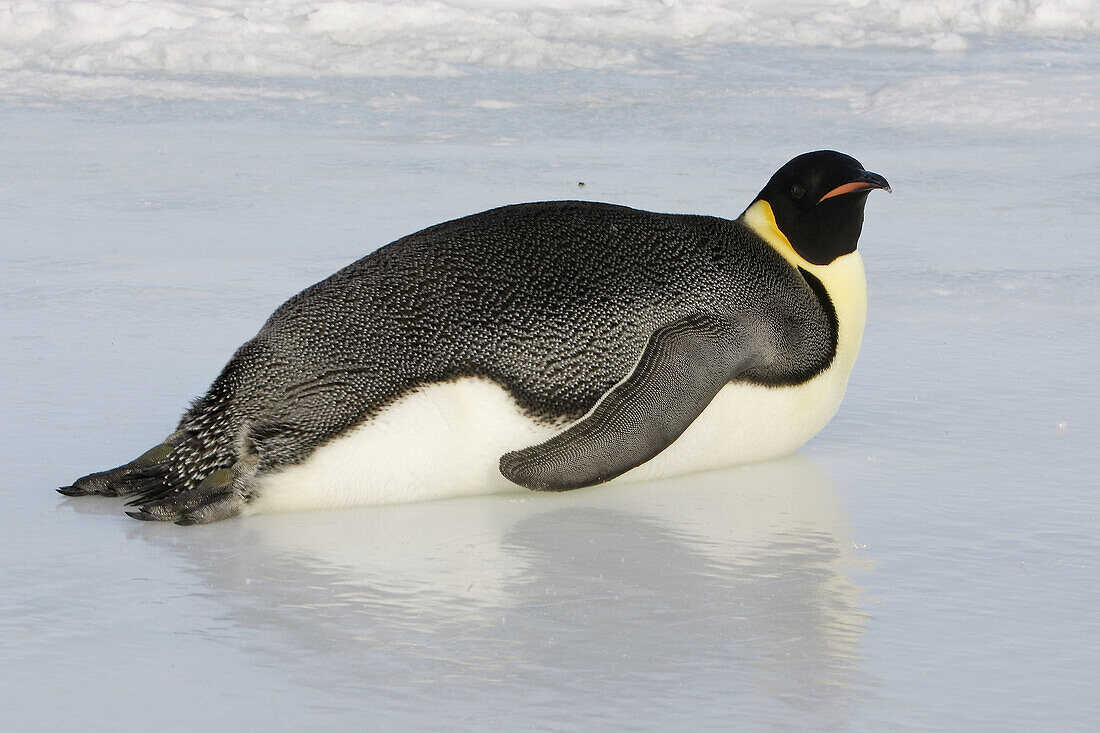 Emperor Penguins (Aptenodytes forsteri). Snow Hill Island. Antarctica