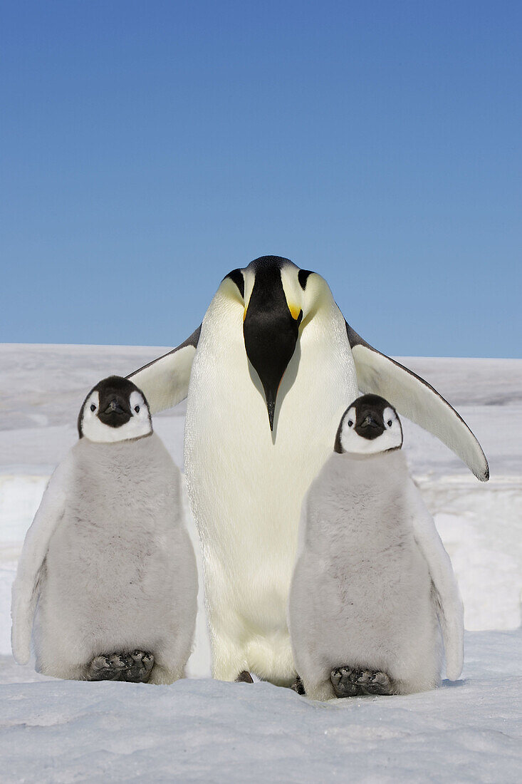 Emperor Penguins (Aptenodytes forsteri). Snow Hill Island. Antarctica