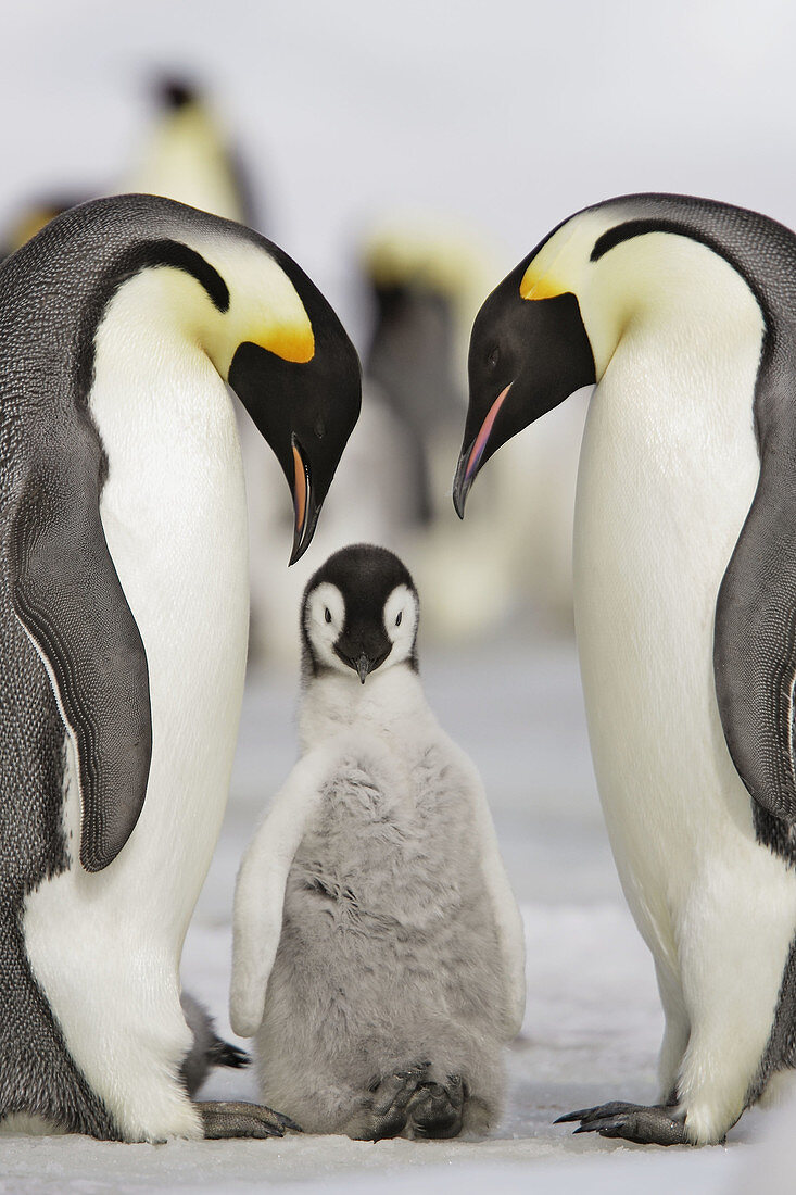 Emperor Penguins (Aptenodytes forsteri). Snow Hill Island. Antarctica