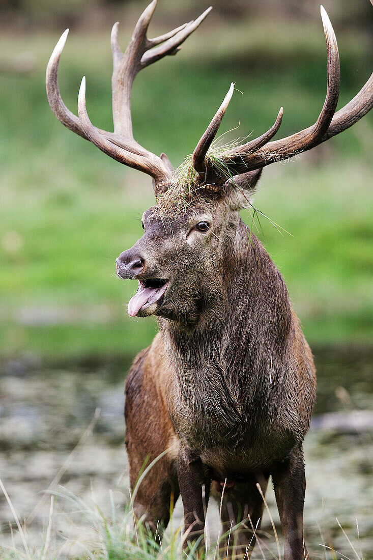 Male. Red Deer. Cervus elaphus.