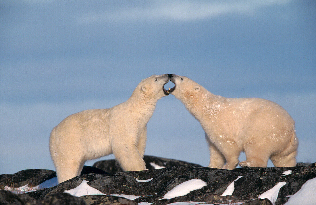 Polar Bears (Ursus maritimus)