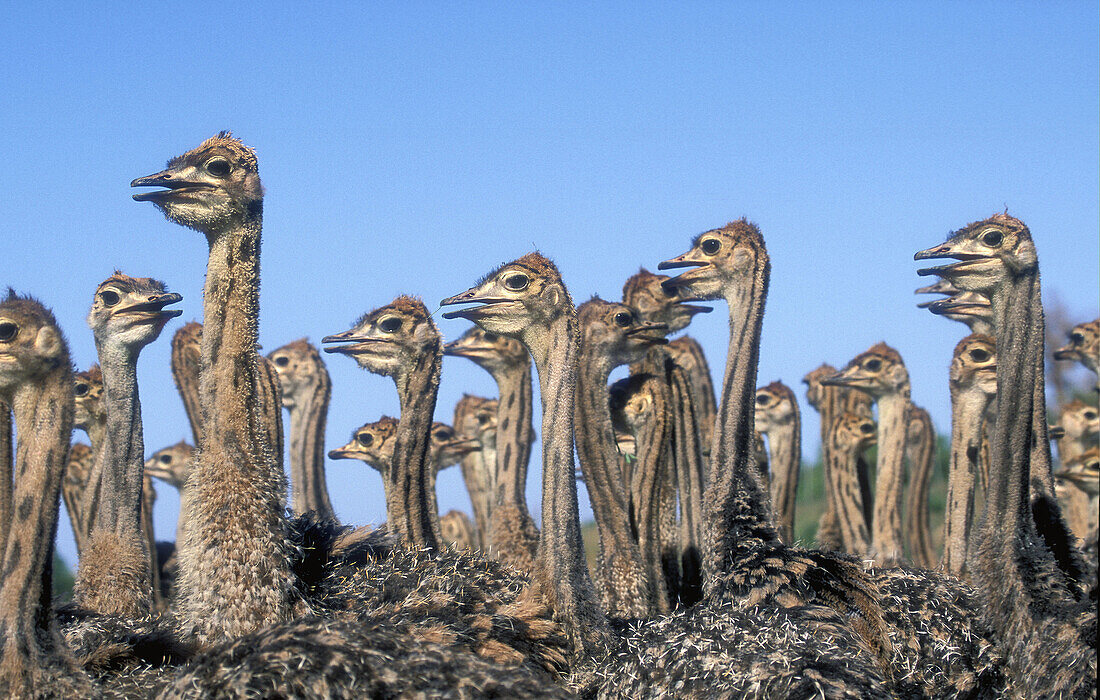 Ostriches (Struthio camelus)