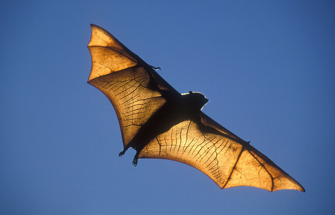 Rufus Bat Fox. Pteropus rufus. Madagascar