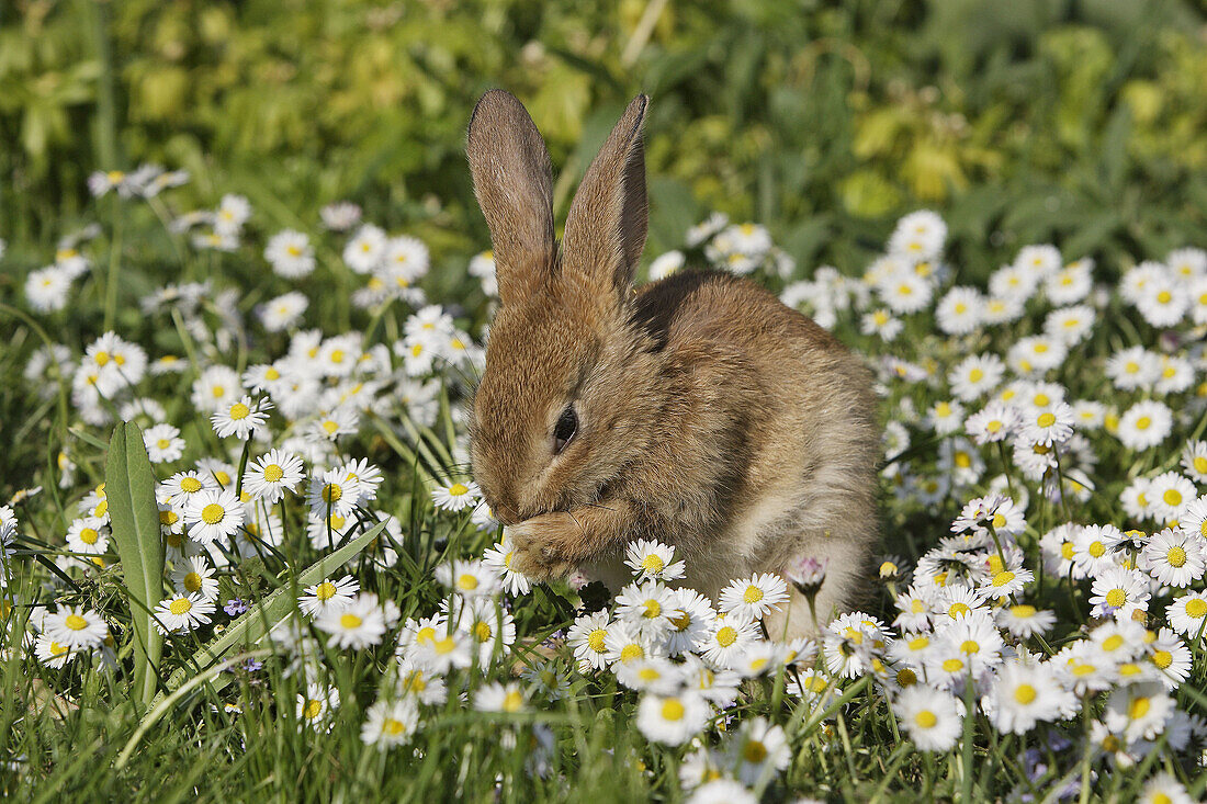 Young rabbit.