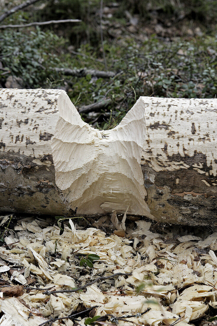 Castor fiber (European Beaver). Finland