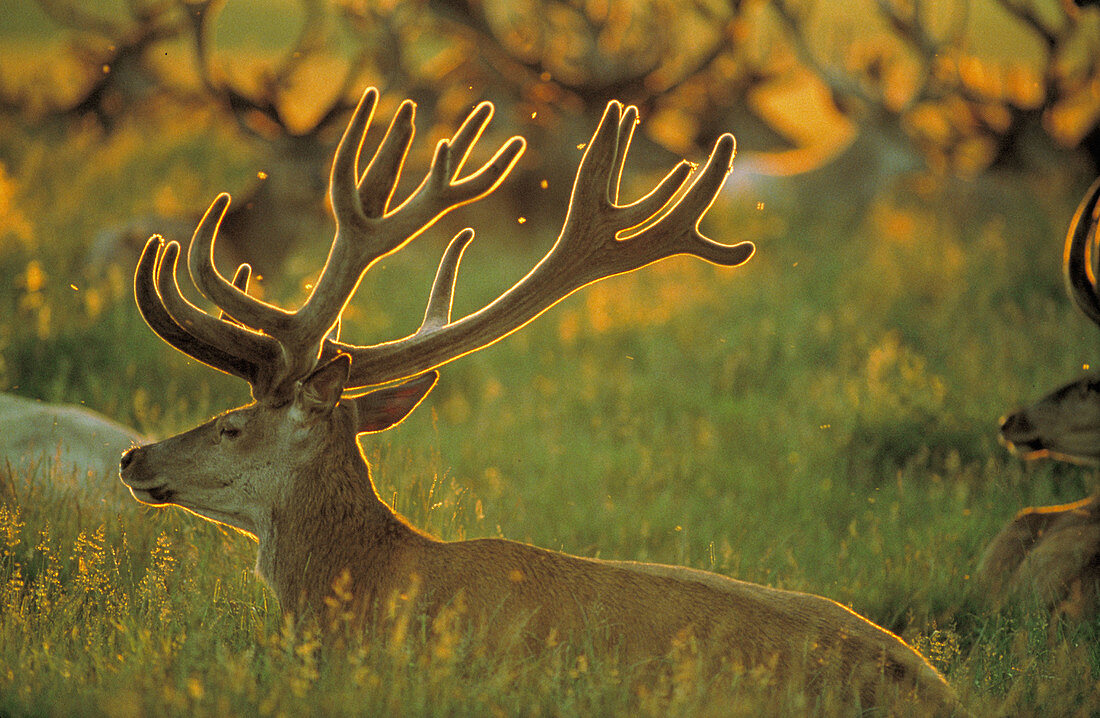 Red Deer (Cervus elaphus)