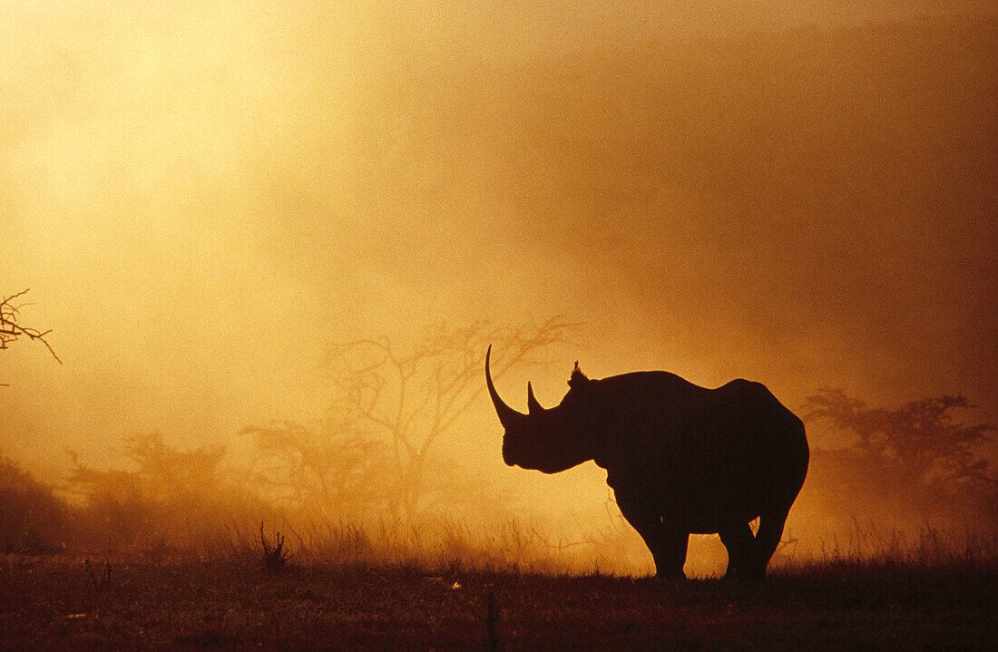 Black Rhino (Diceros bicornis) in foggy sunrise. Kenya. Africa