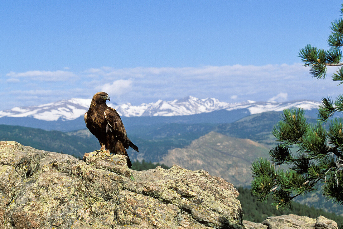 Steinadler, Aquila chrysaetos