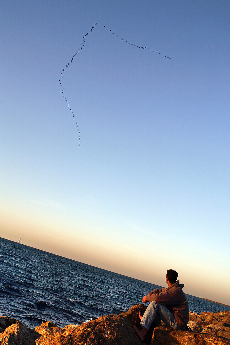 Bird migration south over the coast of Tel Aviv, Israel