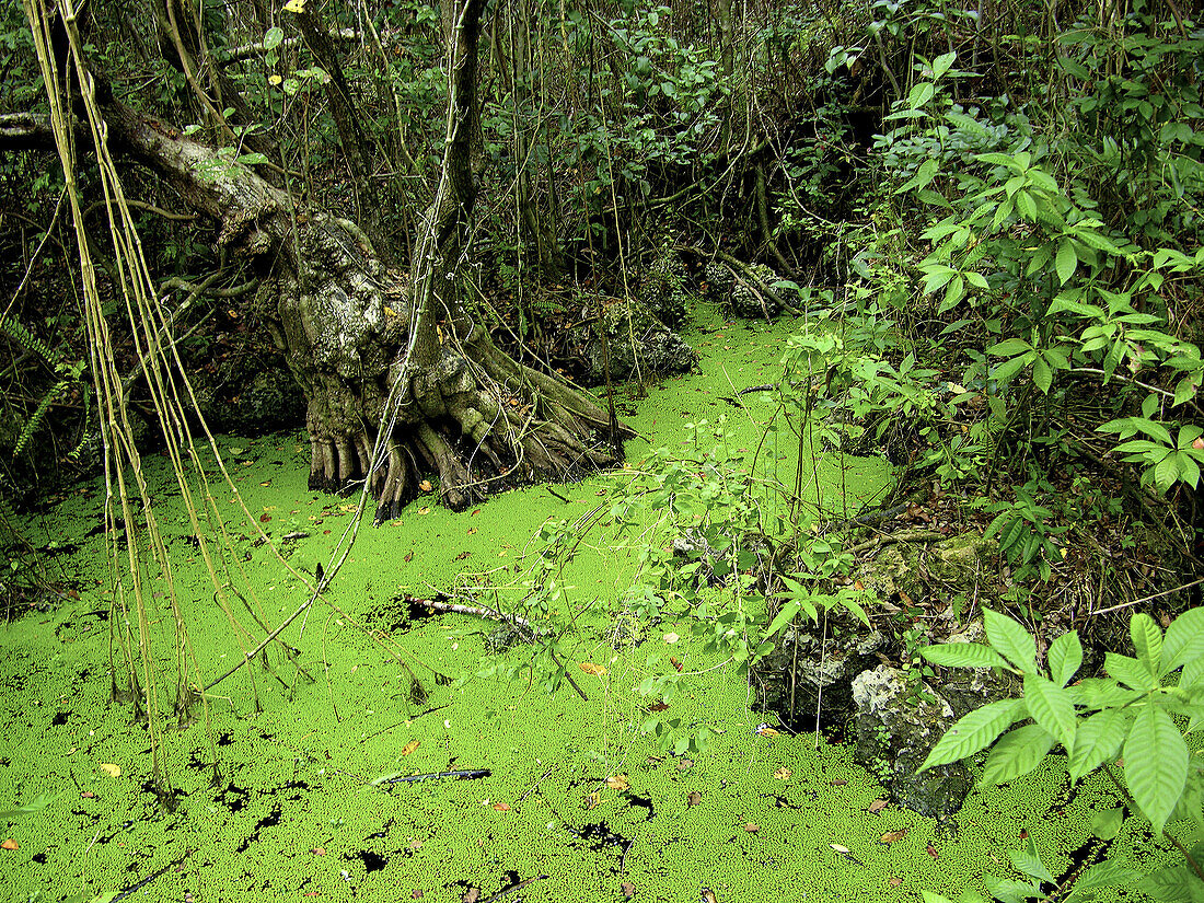 Everglades National Park. Florida. USA