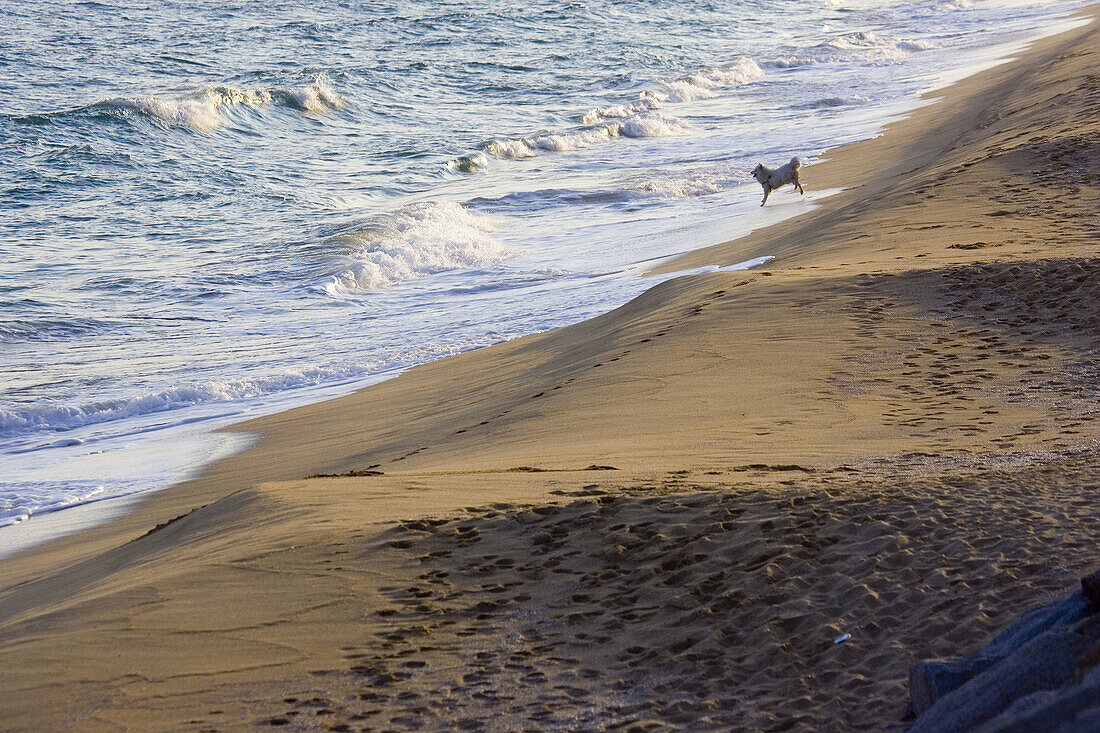  Alone, Animal, Animals, Beach, Beaches, Color, Colour, Contemporary, Daytime, Deserted, Dog, Dogs, Domestic animal, Domestic animals, Exterior, Free, Freedom, Nature, One, One animal, Outdoor, Outdoors, Outside, Pet, Pets, Sand, Sea, Shore, Shores, Water