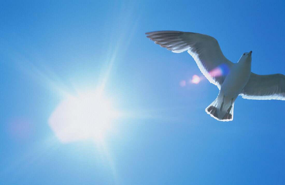 Seagull