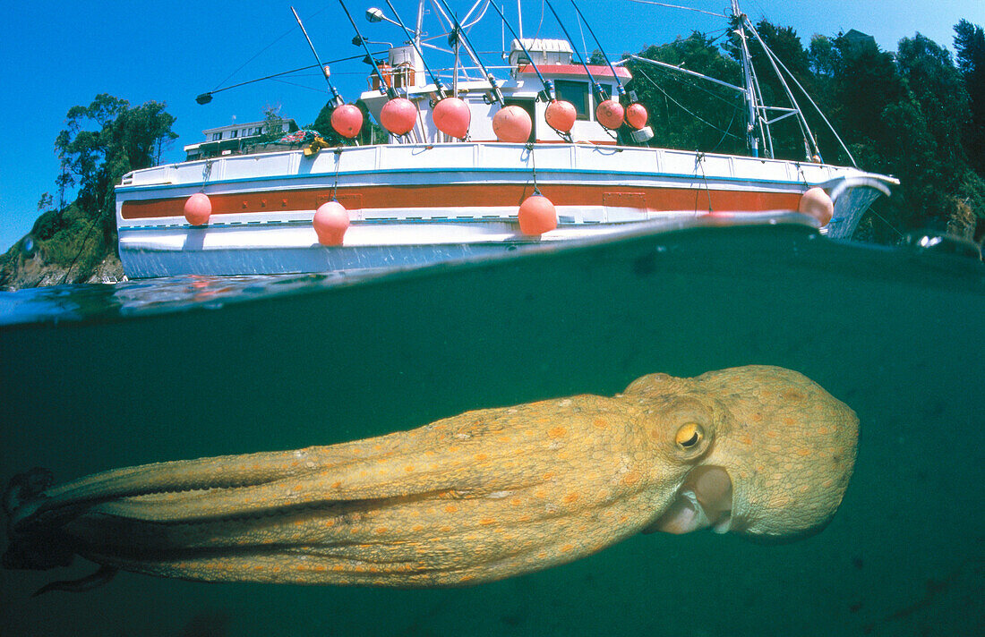 Octopus (Octopus vulgaris) and boat