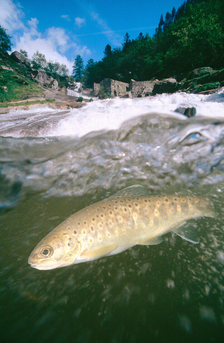 Trout (Salmo trutta fario). Galicia. Spain