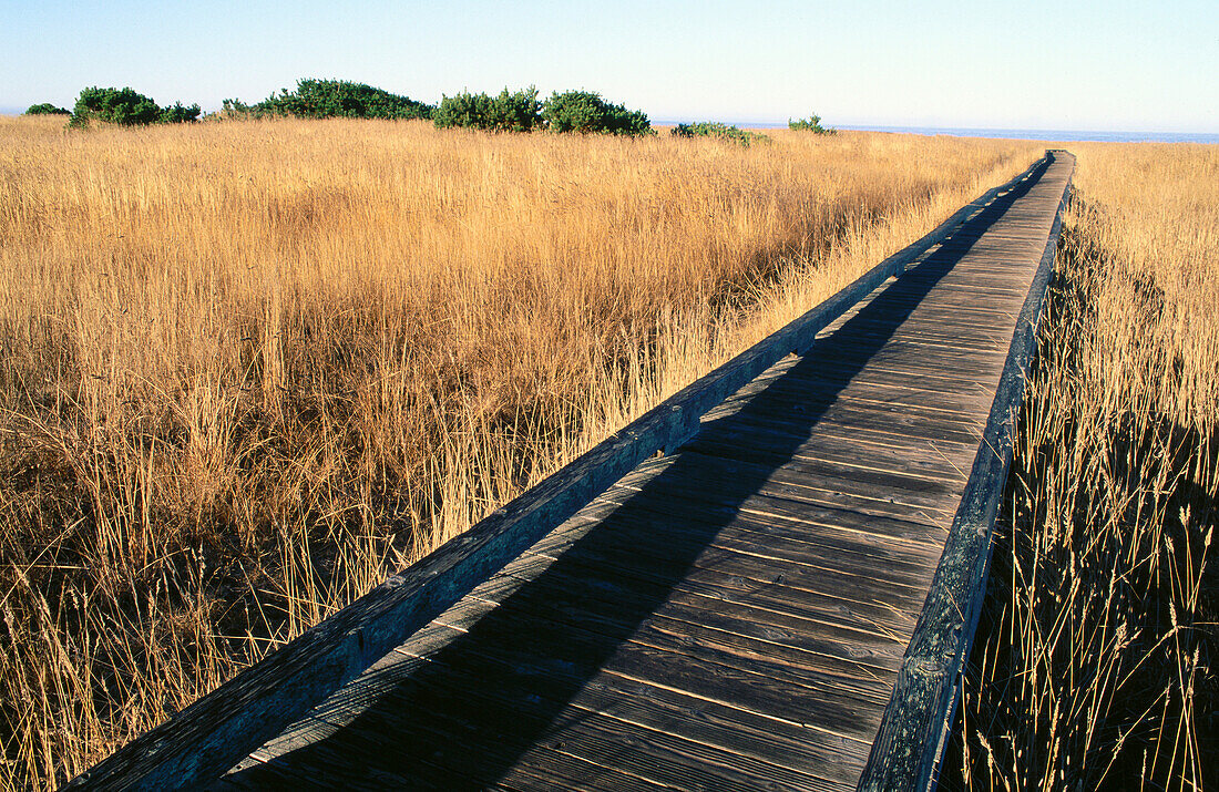 Boardwalk through coastal prairie. Laguna Point trail. Mackerricher State Park. California. USA