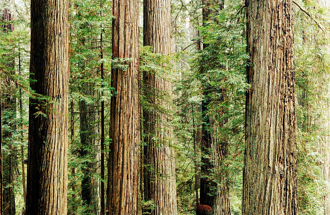 Damnation Creek Trail. Del Norte Coast Redwoods SP. California. USA.