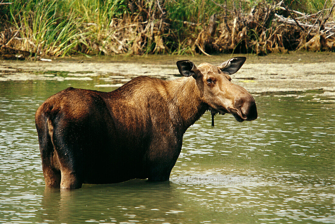 Moose (Alces alces), female feeding on aquatic plants in a pond. Chugach Mountains. Alaska. USA