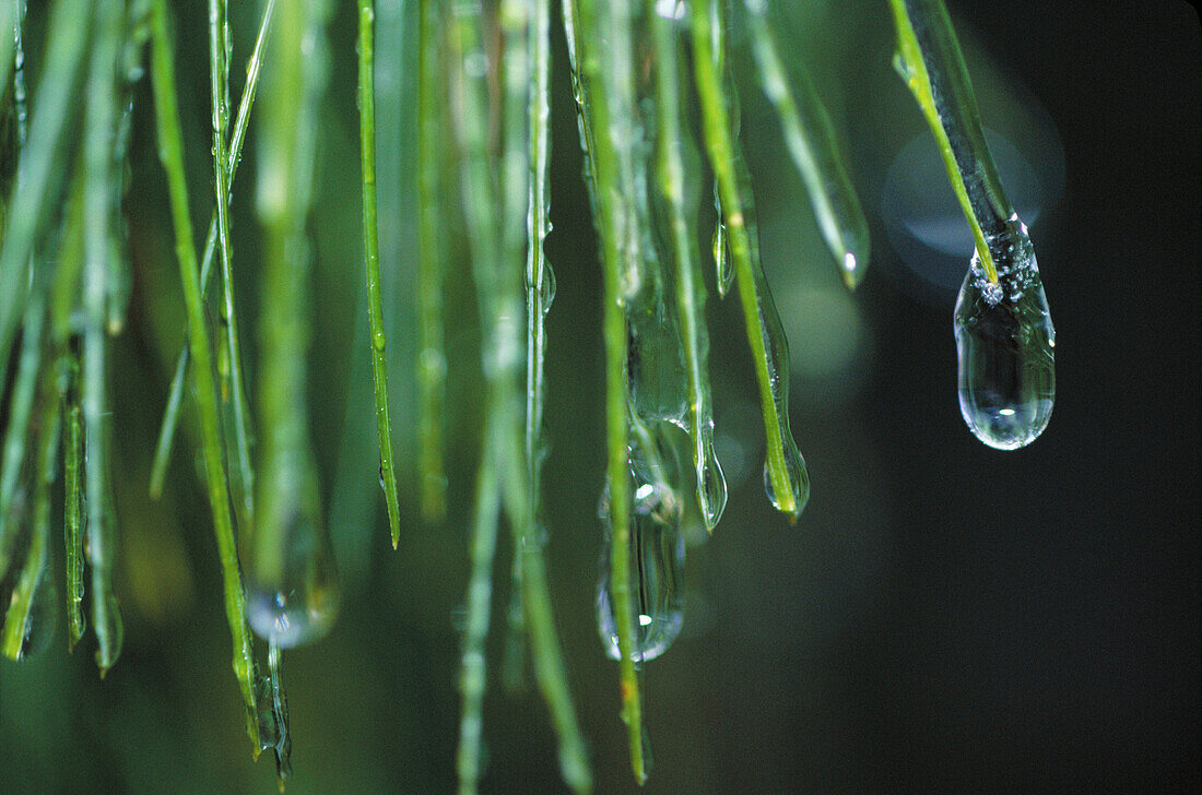 Winter morning pine