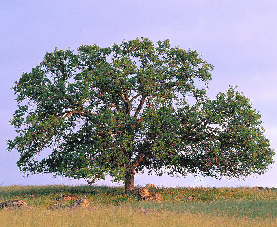Oak tree. California. USA