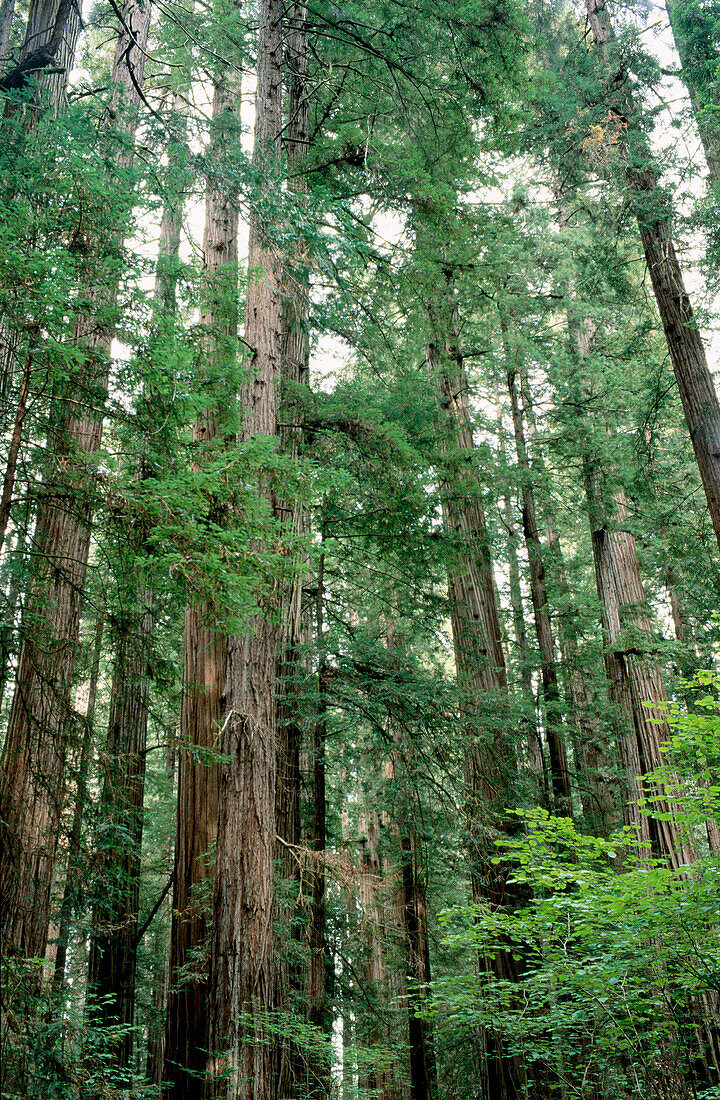 Redwood (Sequoia sempervirens). Stout Grove. Jedediah Smith Redwoods State Park. California. USA