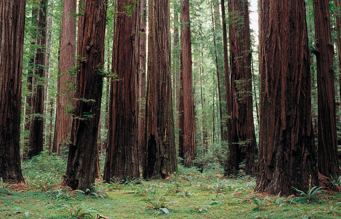Redwoods (Sequoia sempervirens).Rockefeller Grove. Humboldt Redwoods State Park. California. USA