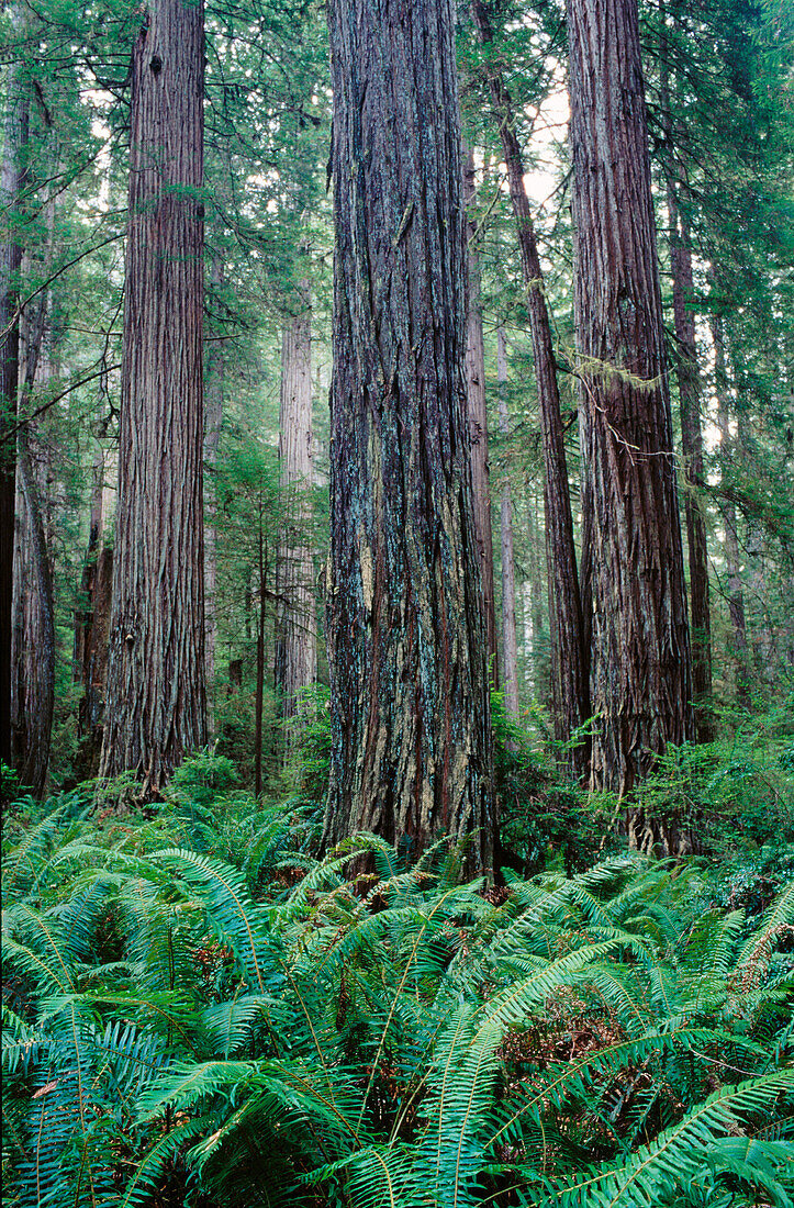 Ferns (Pteridium aquilinum).South fork trail. Prairie Creek Redwoods State Park. California. USA
