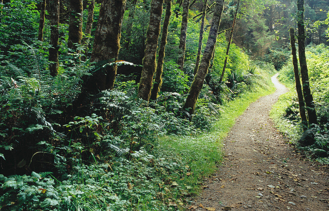 Alders along the Irvine Trail. Prairie Creed Redwoods State Park. California. USA