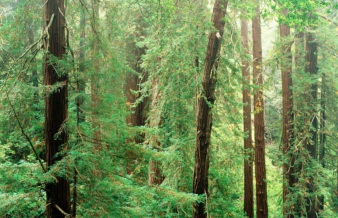 Dense redwood forest. Muir Woods National Monument. California. USA