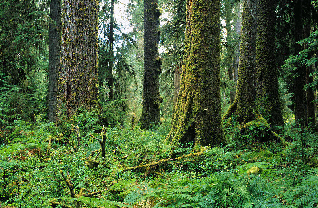 Mossy Douglas firs (Pseudotsuga menziesii). Hoh Rain Forest. Olympic National Park. Washington. USA