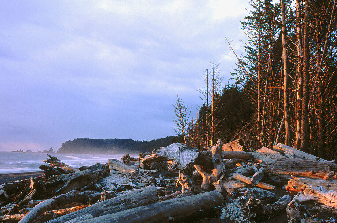 Last rays on sunset strikes and driftwood at Rialto Beach. Olympic National Park. Washington. USA