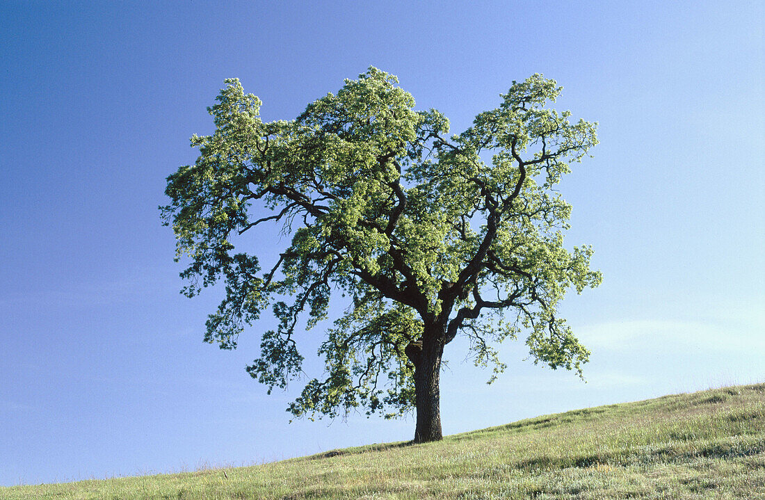 Lone oak on a hillside. Morgan Territory Regional Park. California. USA