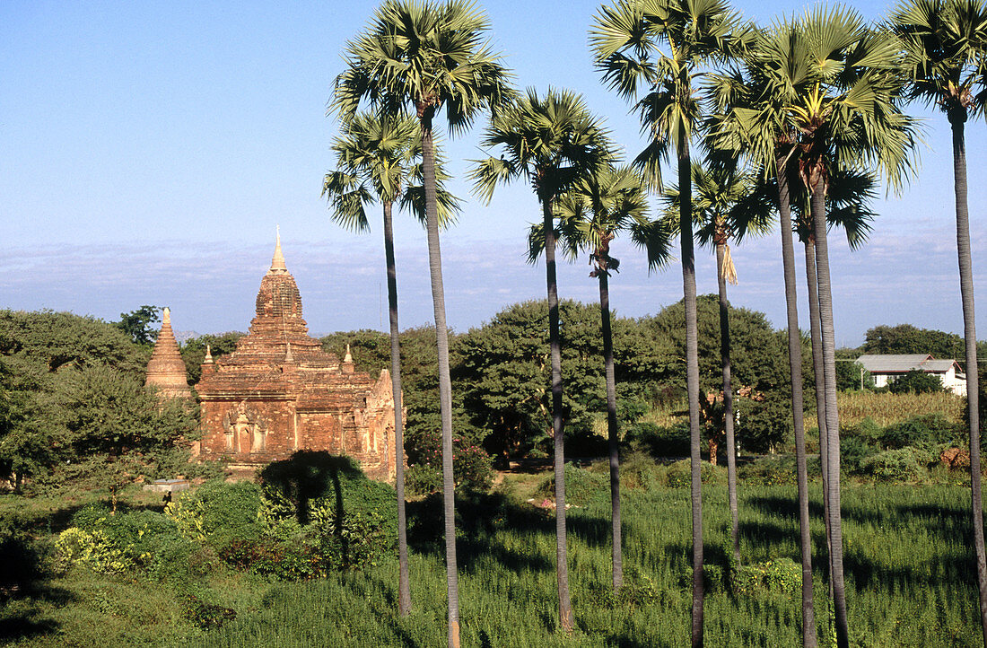 Fan palms and temple ruin. Bagan. Myanmar.