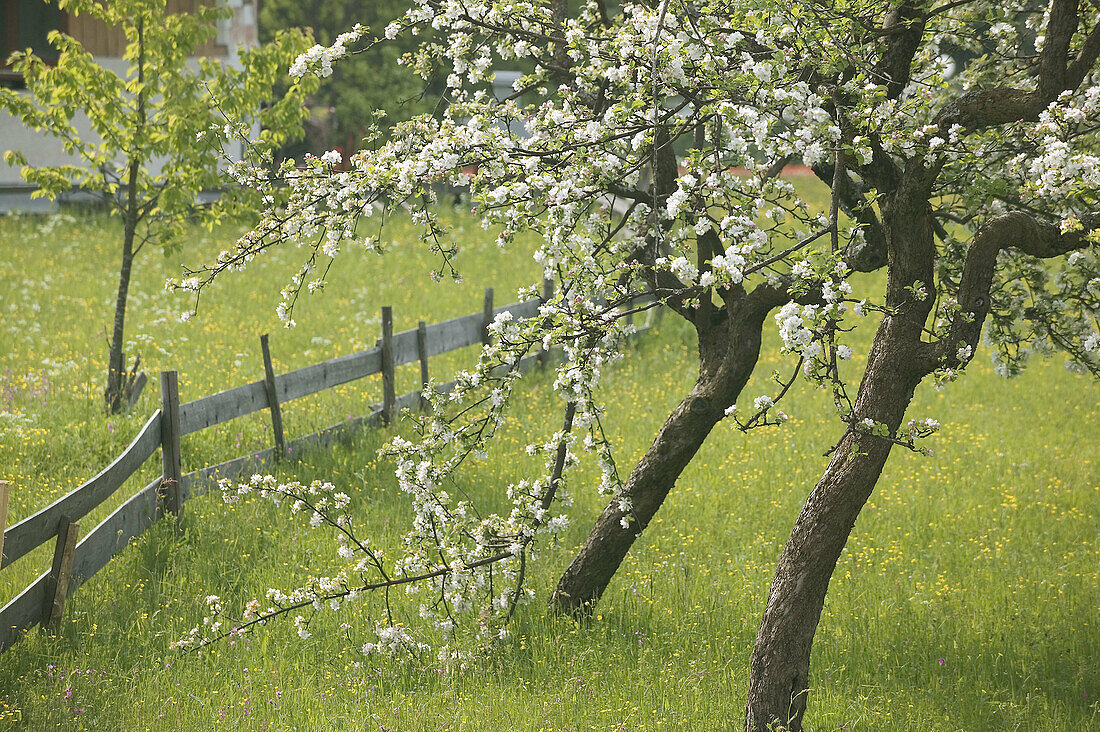 Spring Blossoms & Alpine Field. Kranjska Gora. Gorenjska. Slovenia.