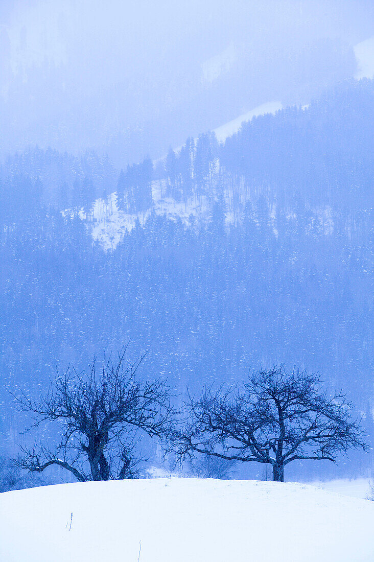 Trees & Snow Covered Mountain / Winter. Gruyeres. Fribourg. Switzerland.