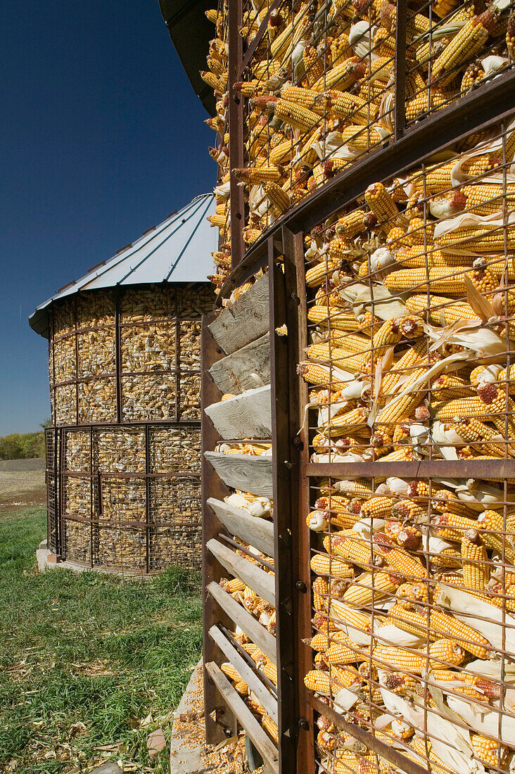 Corn Cobs in Corn Bin. Autumn. Winterset. Madison County. Iowa. USA.