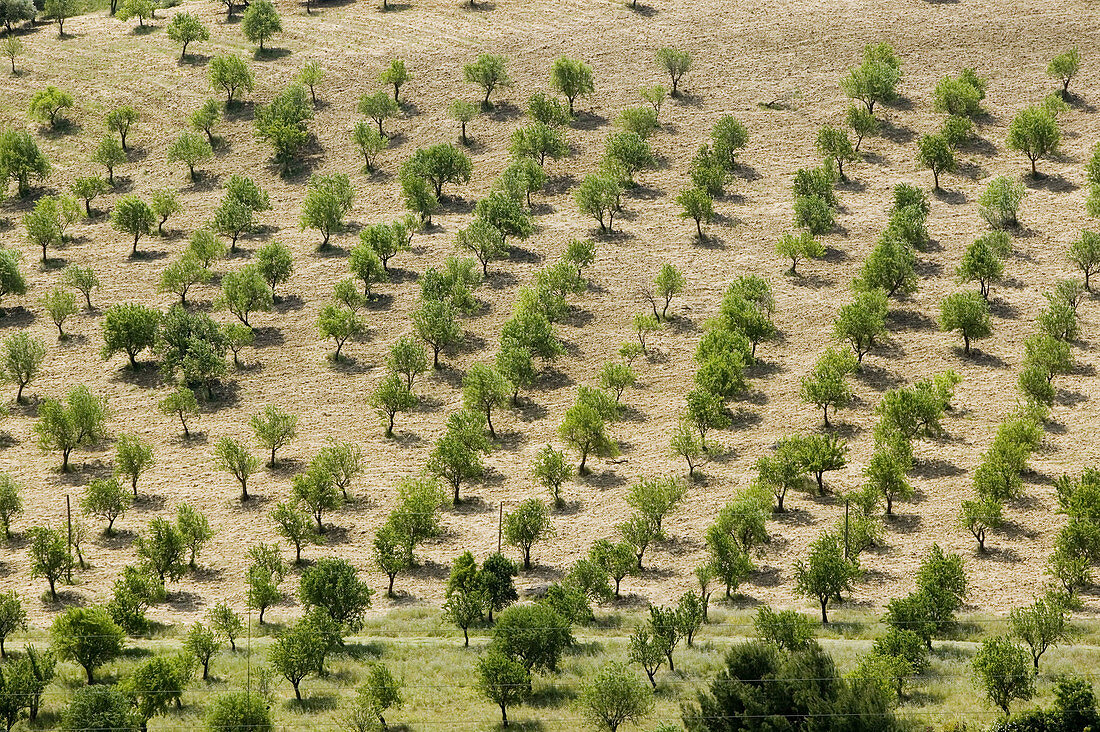 Peach Trees, Caltanissetta. Sicily, Italy