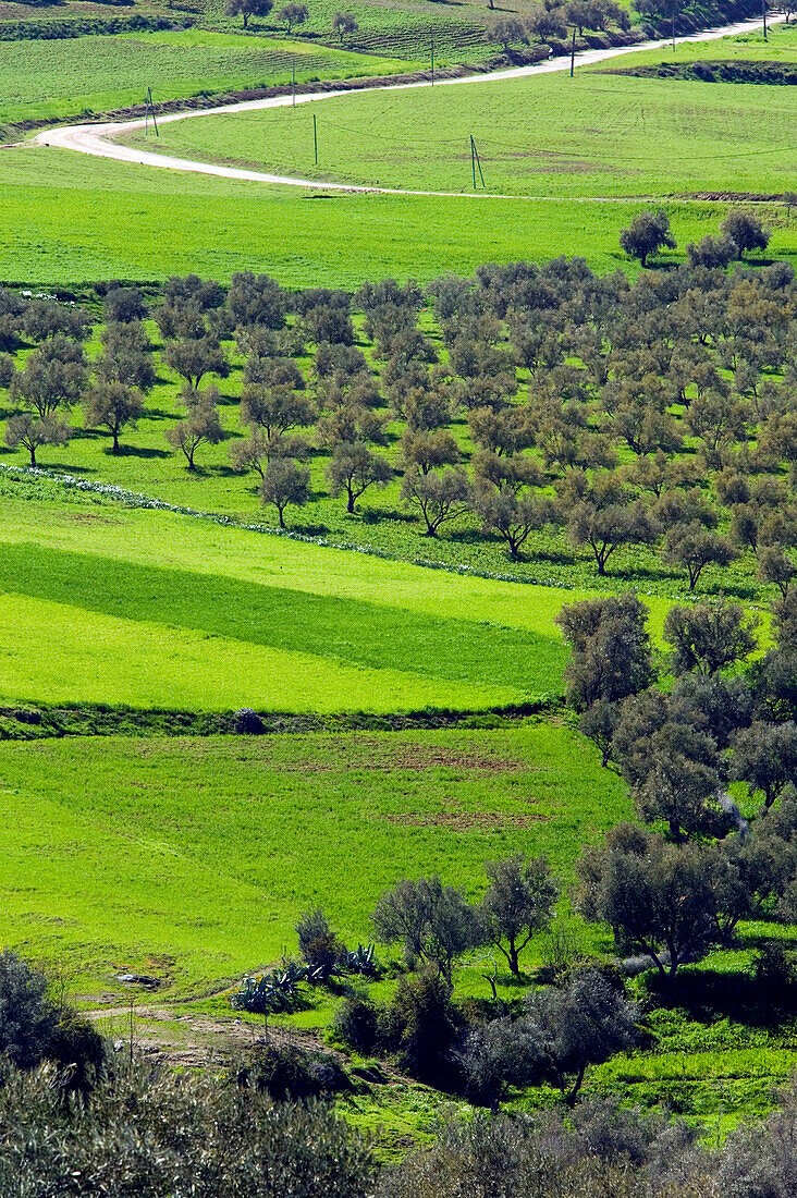Morocco-Region Kandar et Sebou: Spring Fruit trees by town of Azzaba