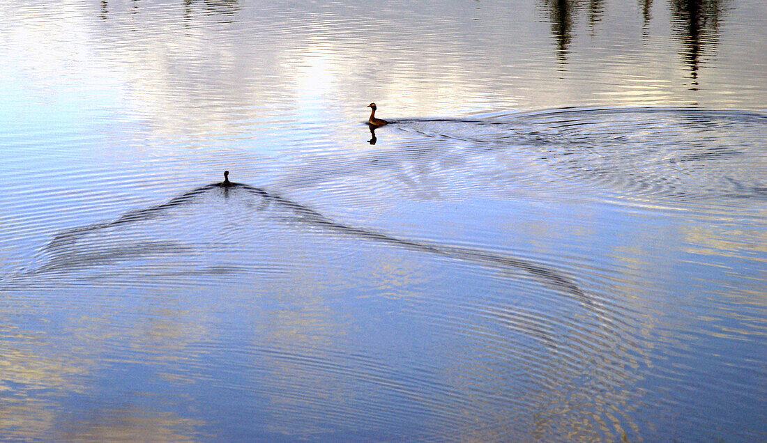 swimming ducks, Alaska