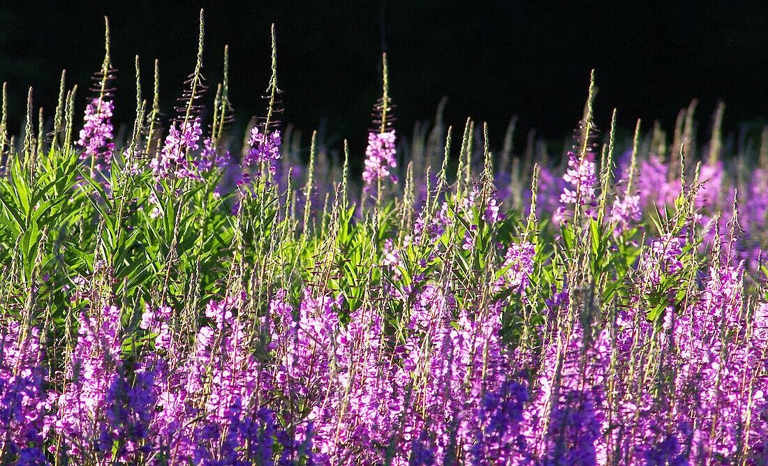 Alaska fireweed