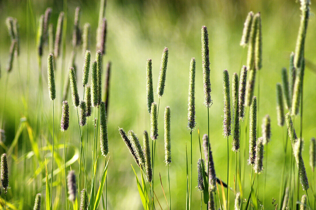 wild grass, Alaska