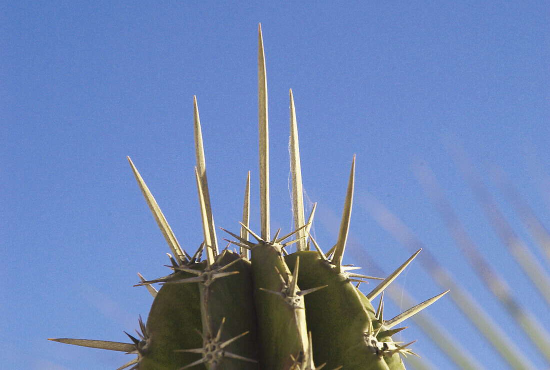 cactus thorns