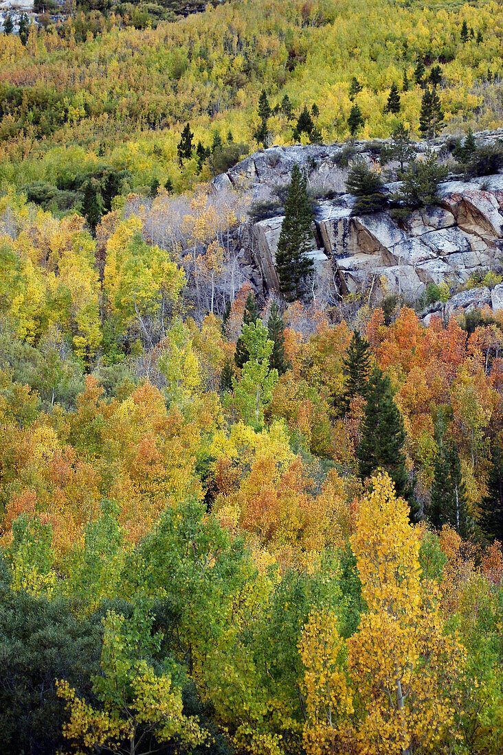 autumn forest, California