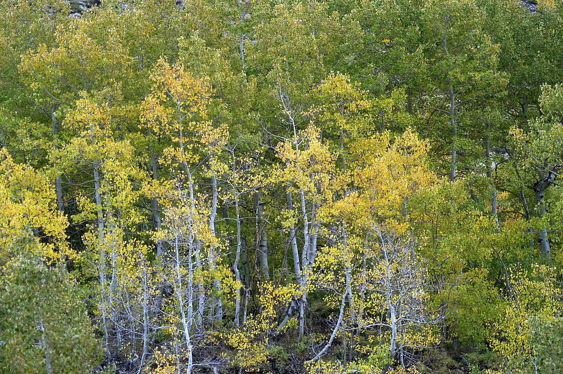 autumn forest, California