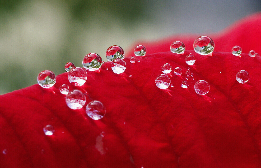 Dew drops on Poinsettia (Euphorbia pulcherrima) leaf