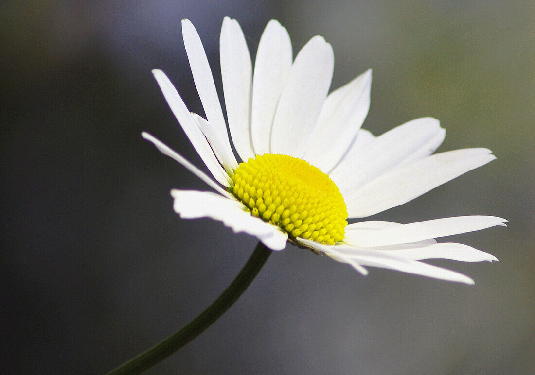 one flower, Alaska