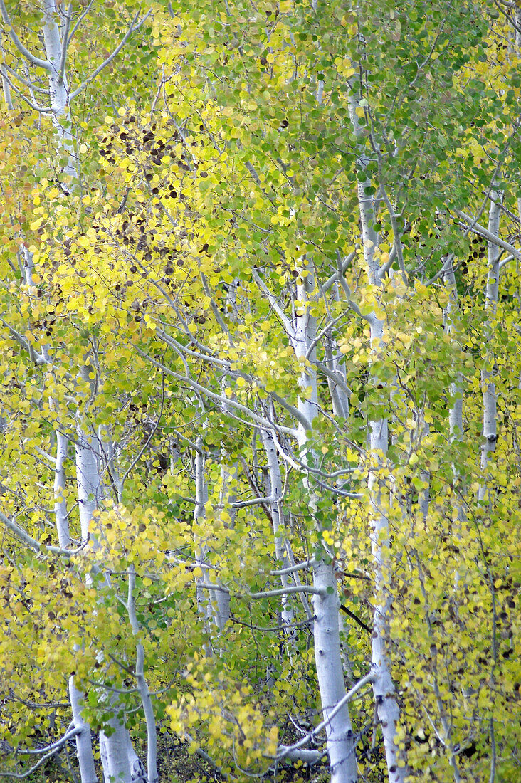 Autumn aspens, California. USA