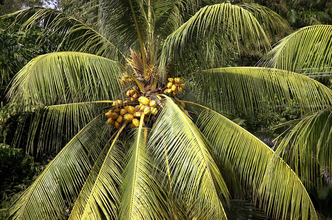 Coconuts in tree, Costa Rica