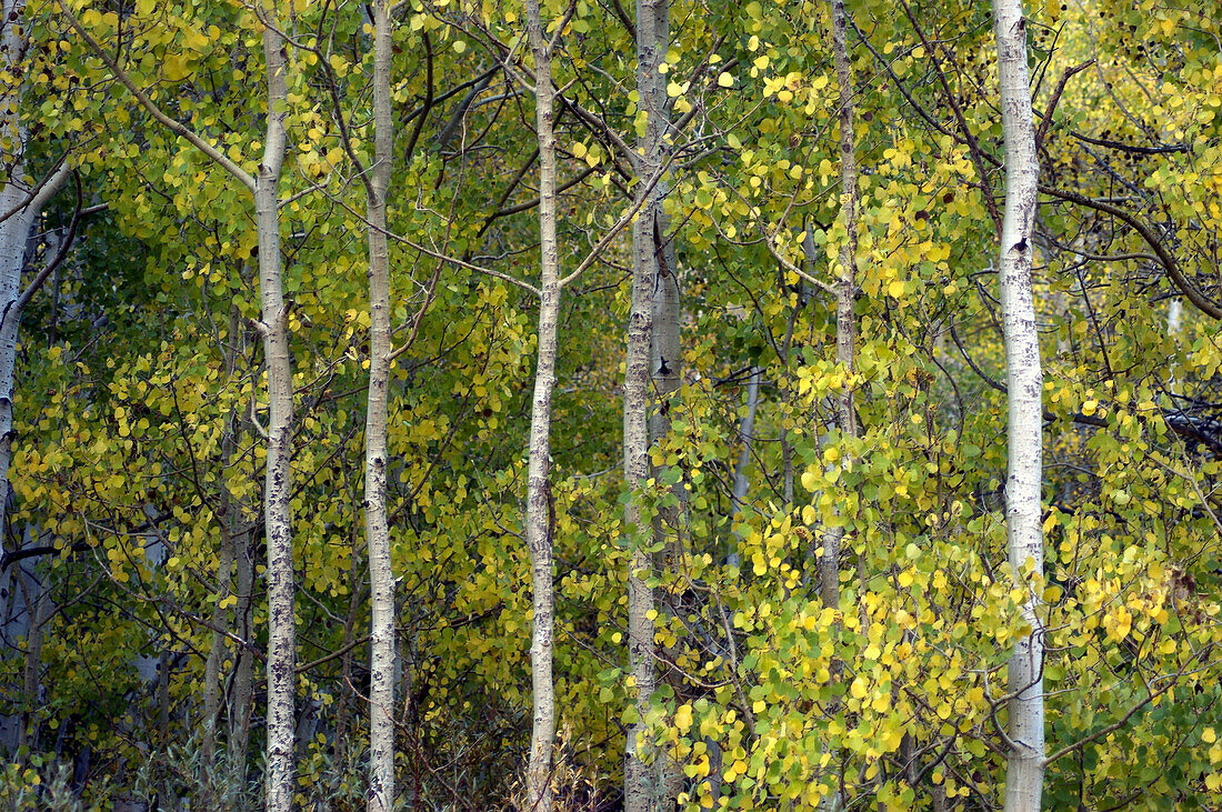 autumn aspen forest, California